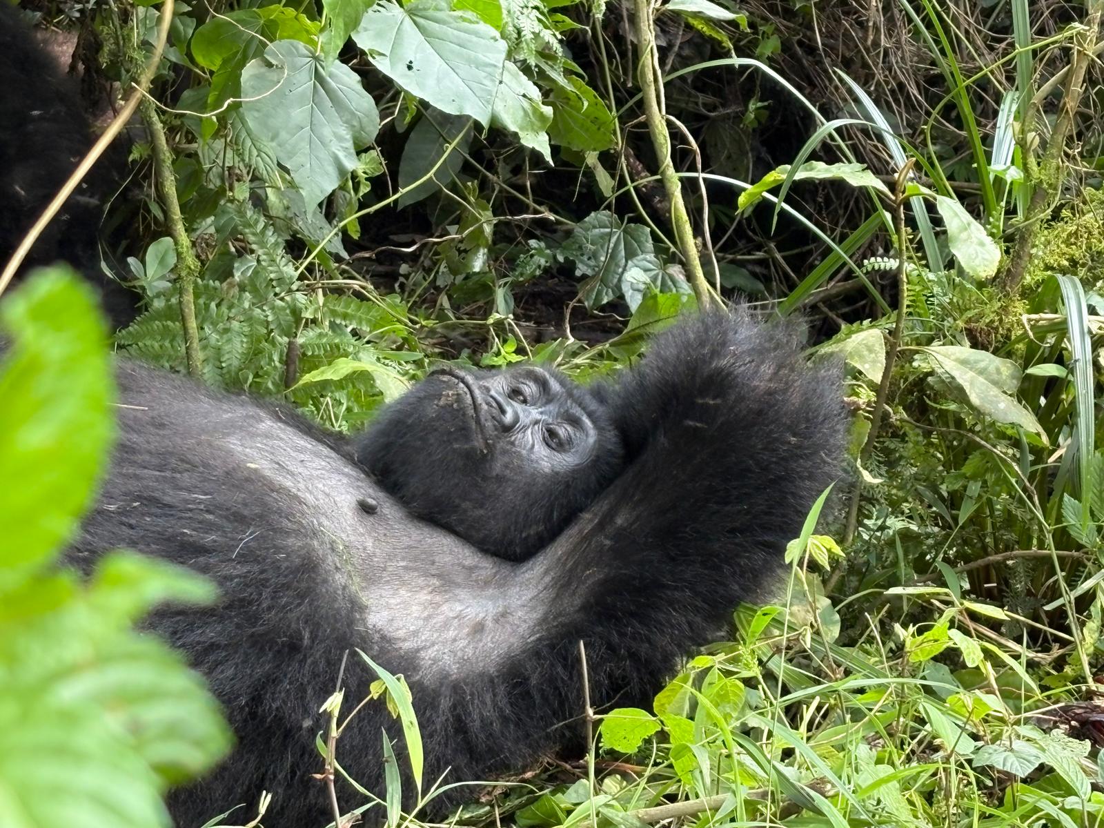Chimpanzee family in Kibale Forest