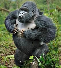 Gorilla and chimpanzee tracking in Uganda's misty forests