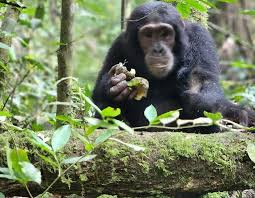 18-day gorilla package